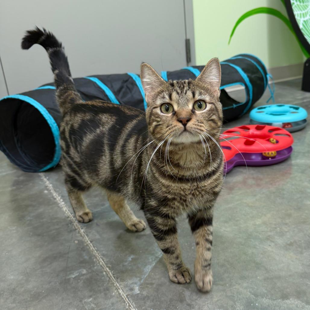 Enlarge Charlie, a Adoptable Domestic Short Hair in Manhattan, KS image 3/5