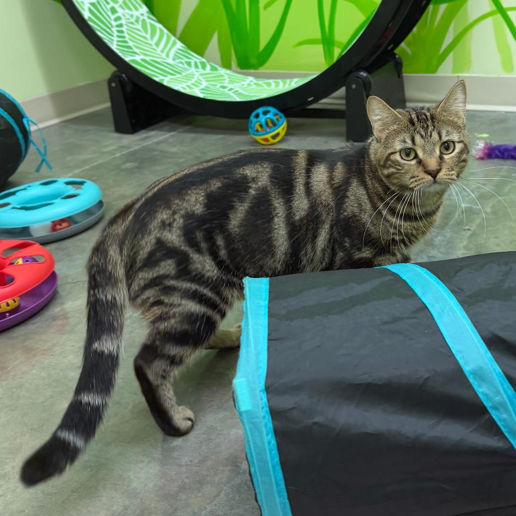 Enlarge Charlie, a Adoptable Domestic Short Hair in Manhattan, KS image 4/5