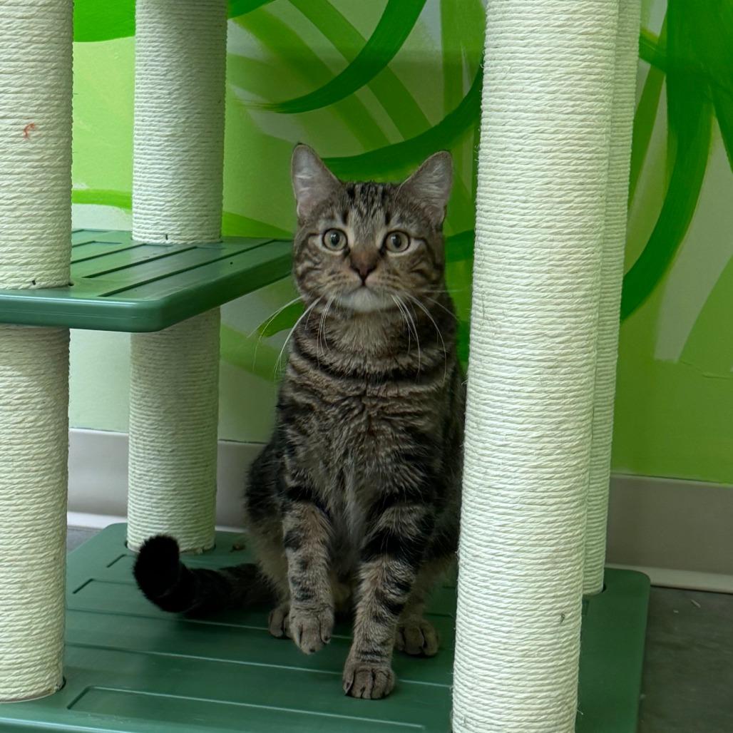Enlarge Charlie, a Adoptable Domestic Short Hair in Manhattan, KS image 5/5