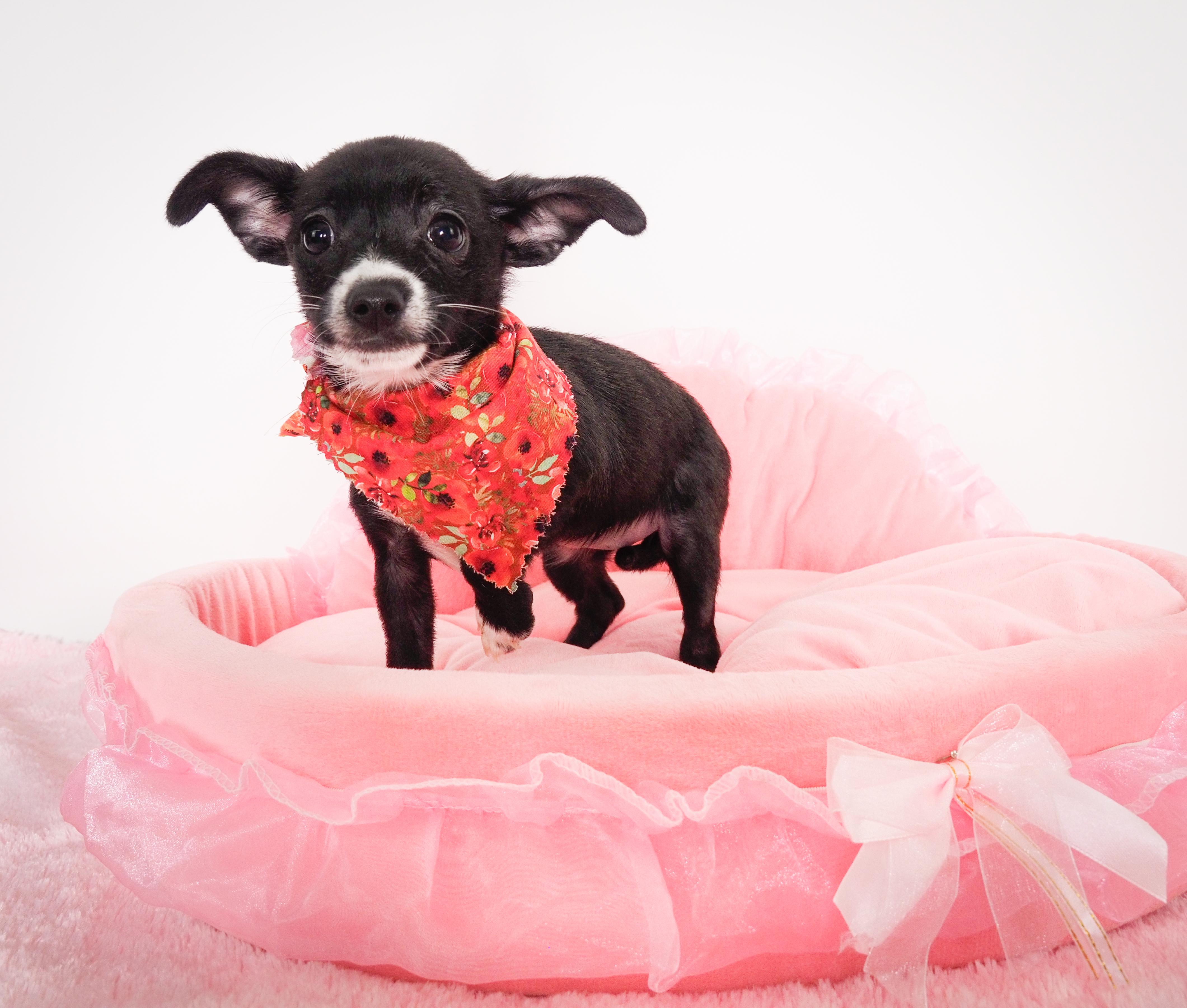 Chickadee, adoptable, Puppy Female Chihuahua.