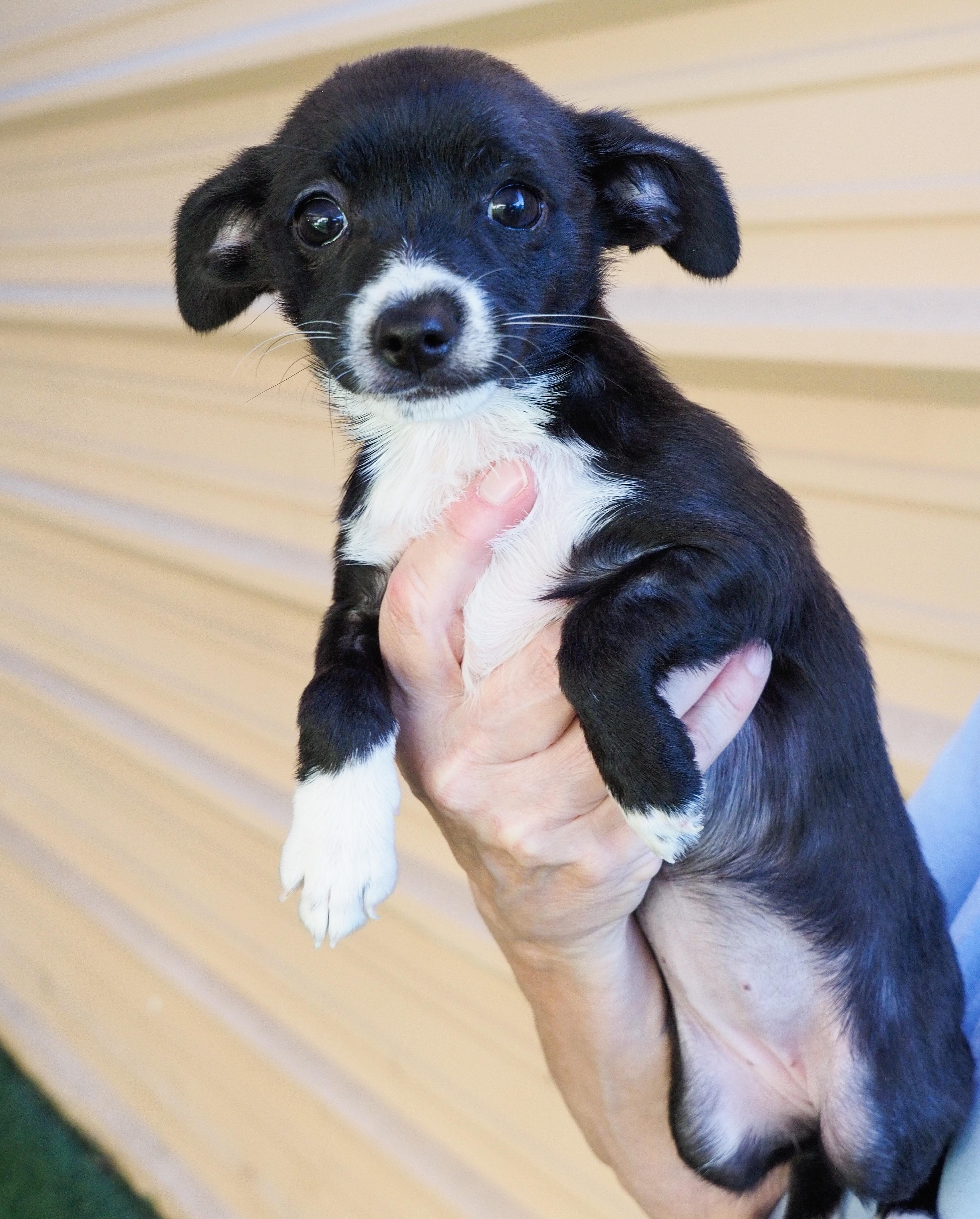 Chickadee, an adoptable mixed breed in PHOENIX, AZ image 4/4