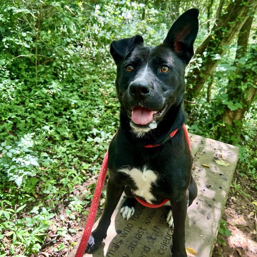 Saucy Pawci, a Adoptable Black Labrador Retriever in Chattanooga, TN image 1/6