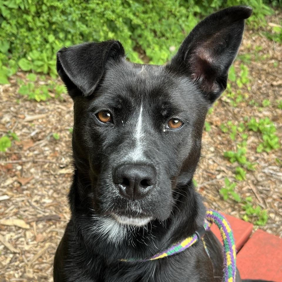 Enlarge Saucy Pawci, a Adoptable mixed breed in Chattanooga, TN image 1/6