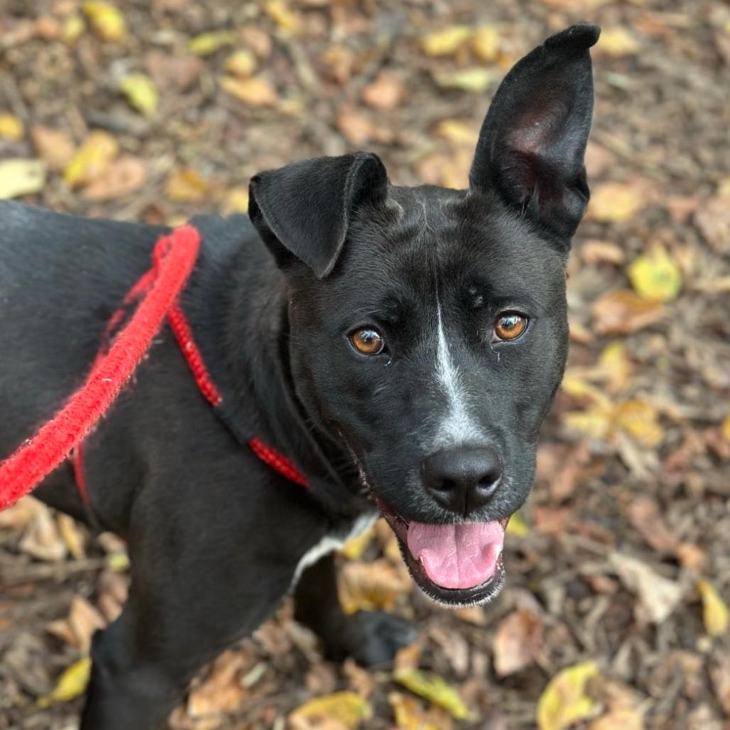Saucy Pawci, a Adoptable Black Labrador Retriever in Chattanooga, TN image 3/6