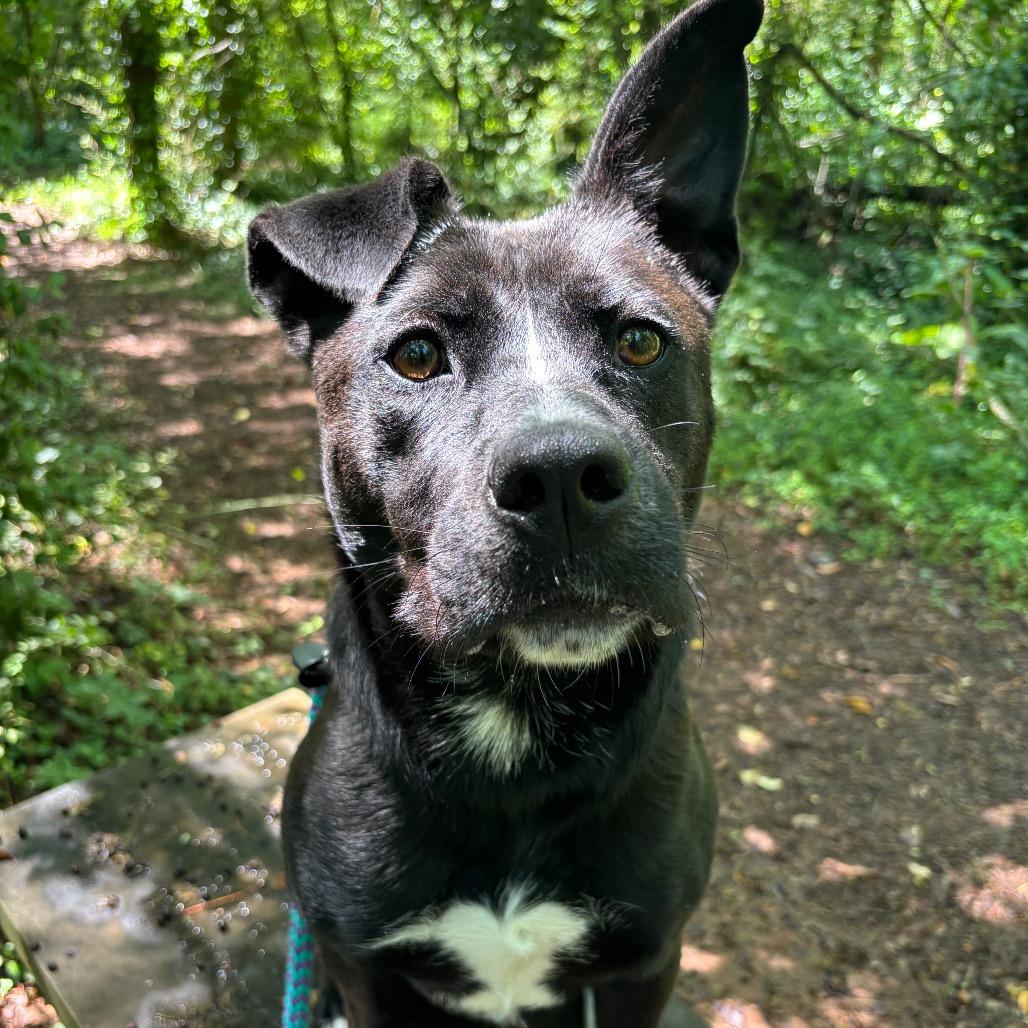 Saucy Pawci, a Adoptable Black Labrador Retriever in Chattanooga, TN image 4/6