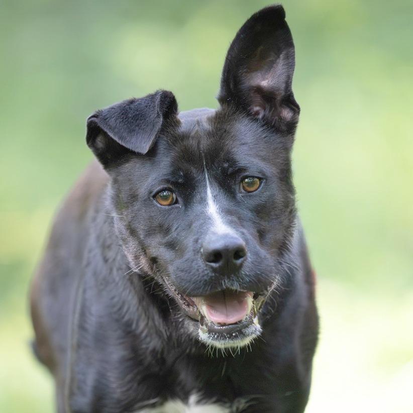 Enlarge Saucy Pawci, a Adoptable mixed breed in Chattanooga, TN image 4/6