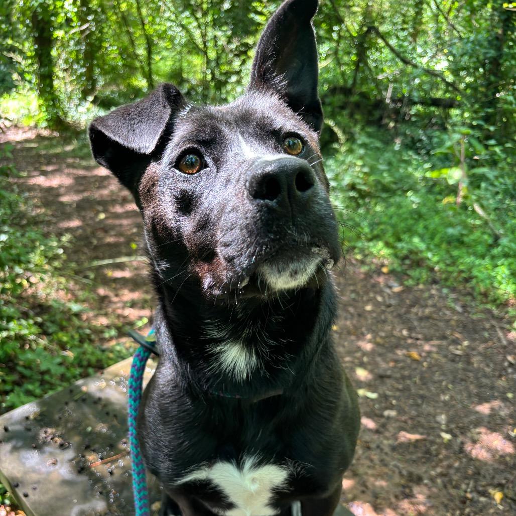 Enlarge Saucy Pawci, a Adoptable mixed breed in Chattanooga, TN image 6/6