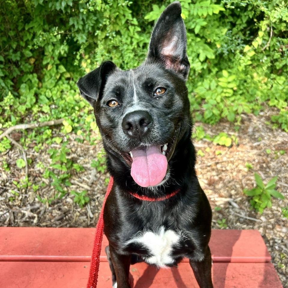 Saucy Pawci, a Adoptable mixed breed in Chattanooga, TN image 5/6