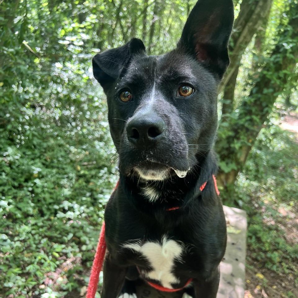 Saucy Pawci, a Adoptable Black Labrador Retriever in Chattanooga, TN image 6/6