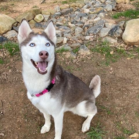 Enlarge Kaia, a ADOPTABLE Husky in Cumming, GA image 1/3