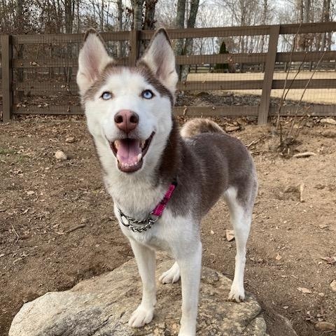 Enlarge Kaia, a ADOPTABLE Husky in Cumming, GA image 2/3