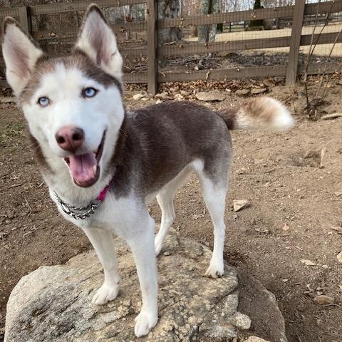 Enlarge Kaia, a ADOPTABLE Husky in Cumming, GA image 3/3