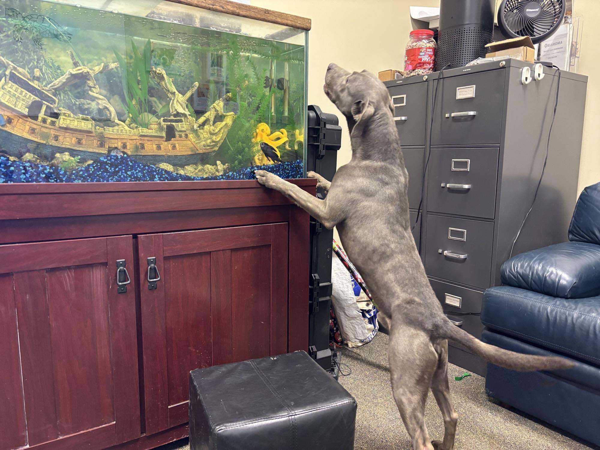 Enlarge Maui, a ADOPTABLE Pit Bull Terrier in Glenpool, OK image 4/4