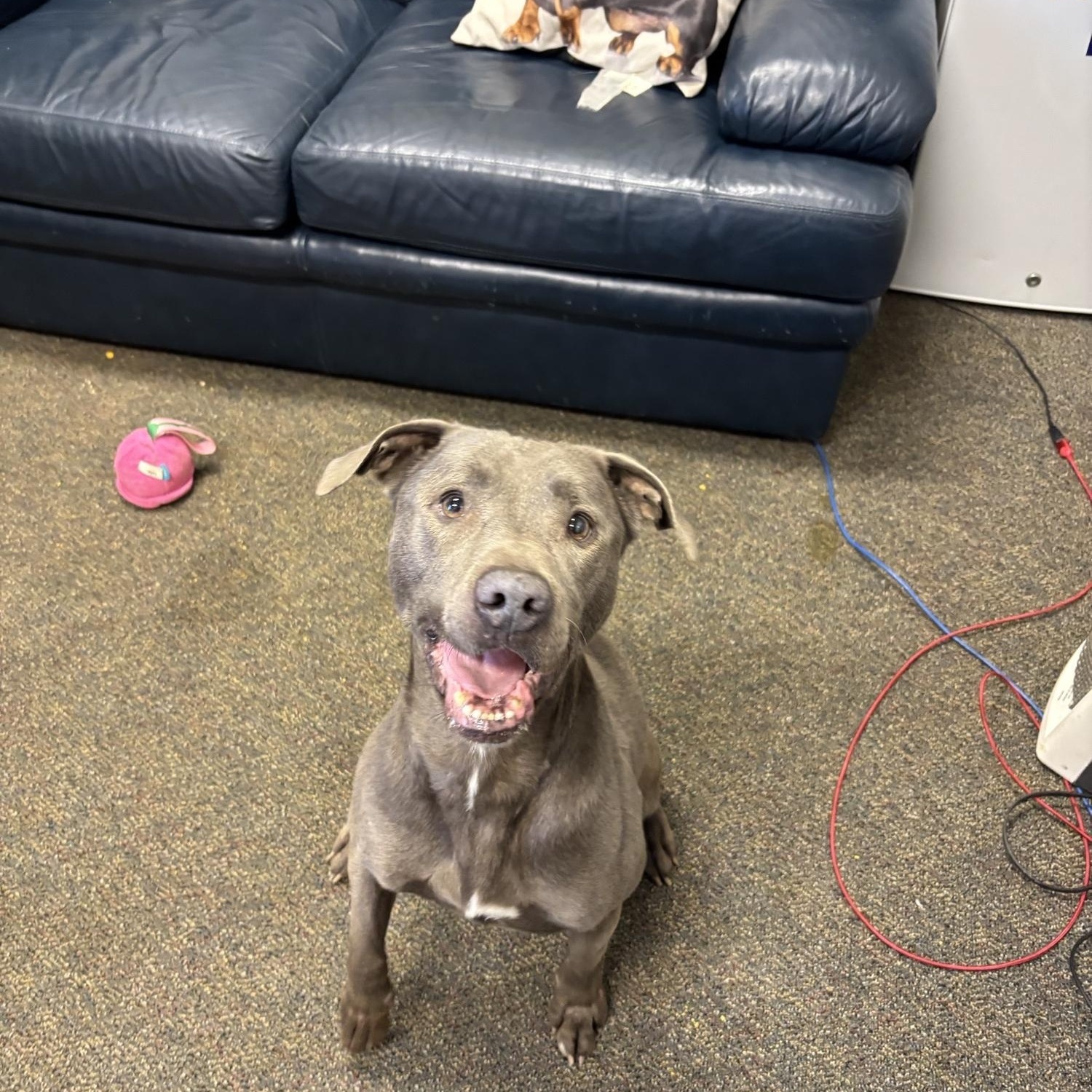 Enlarge Maui, a ADOPTABLE Pit Bull Terrier in Glenpool, OK image 2/4