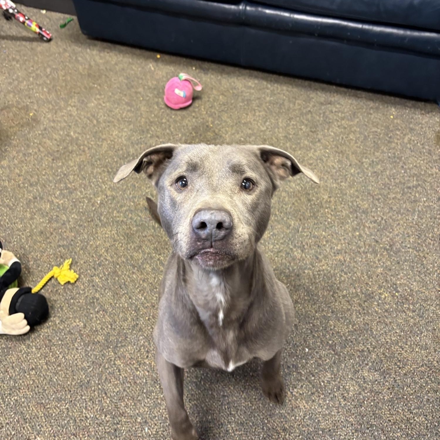 Maui, ADOPTABLE, Adult Male Pit Bull Terrier.