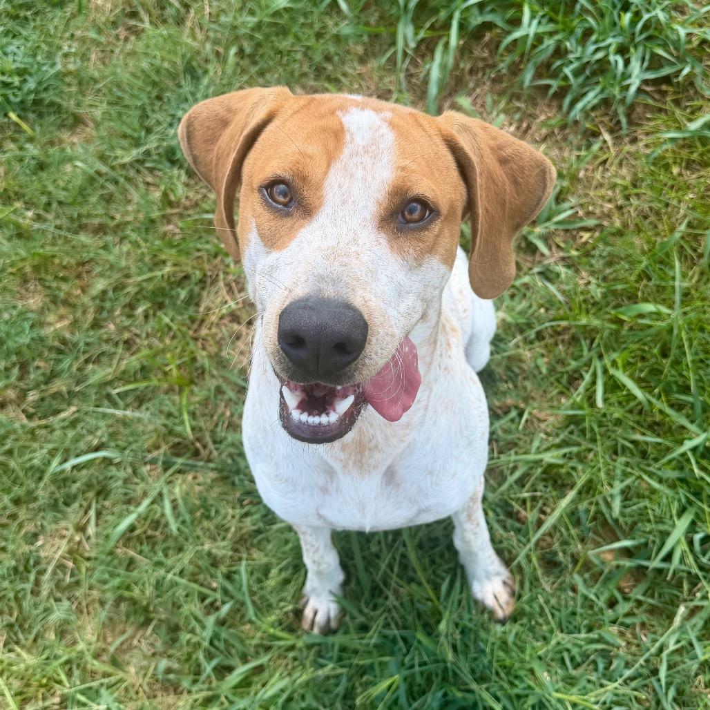 Ted Lasso, Adoptable, Young Male Bluetick Coonhound & Mixed Breed.