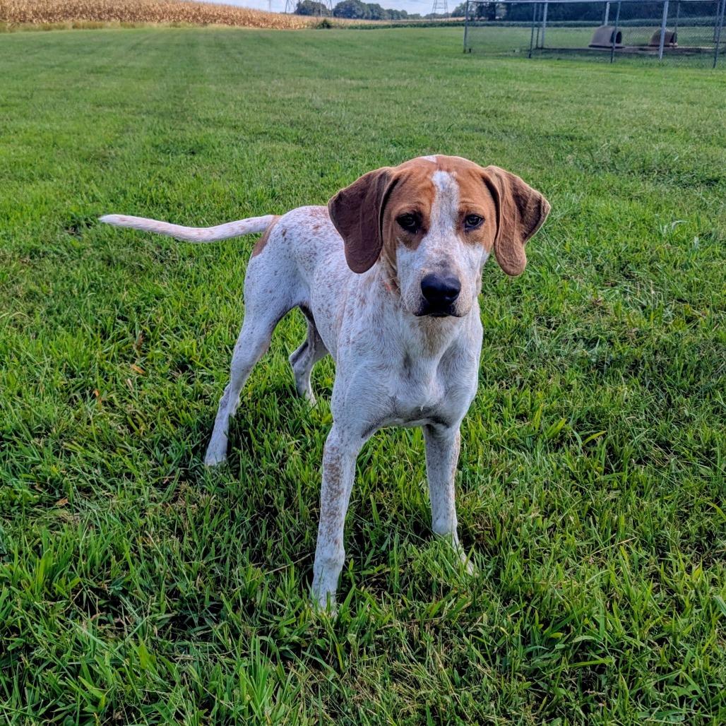 Enlarge Ted Lasso, a Adoptable mixed breed in Winchester, TN image 2/5