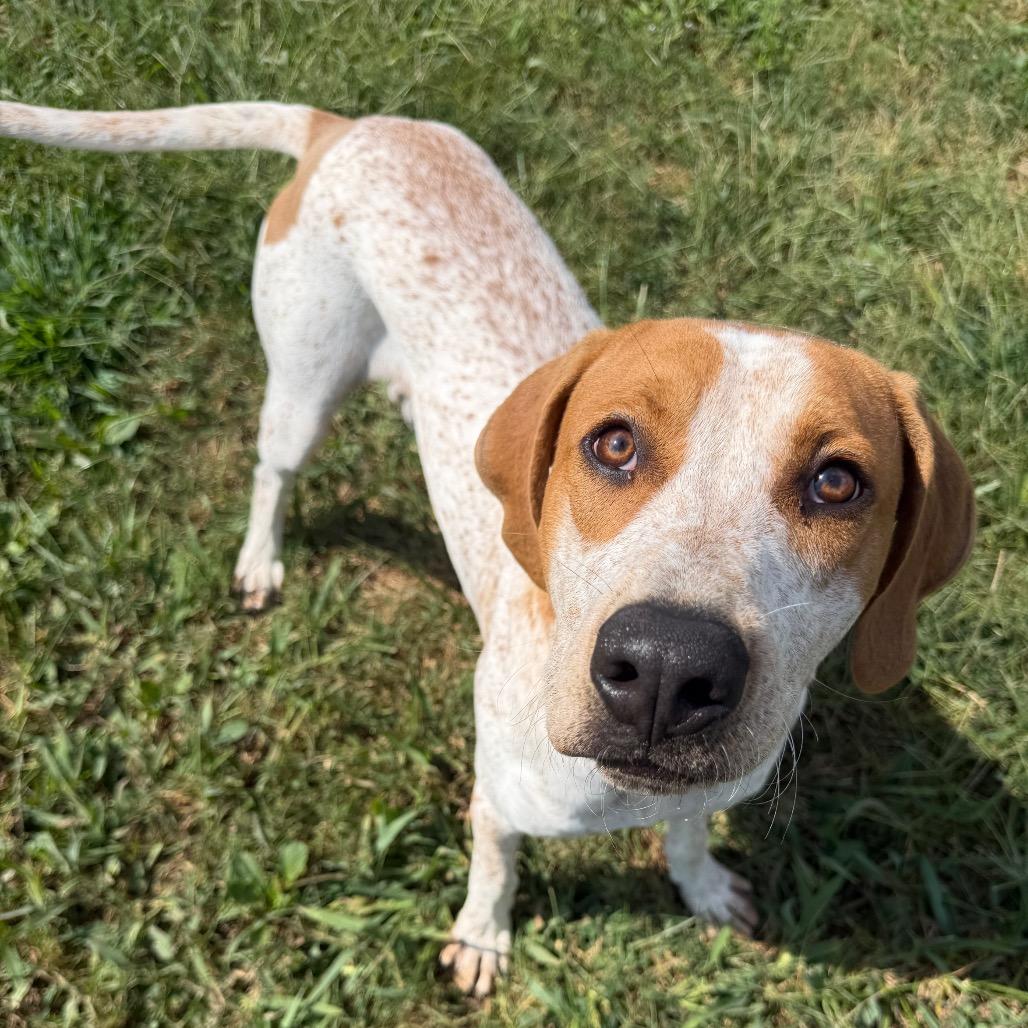 Enlarge Ted Lasso, a Adoptable mixed breed in Winchester, TN image 3/5