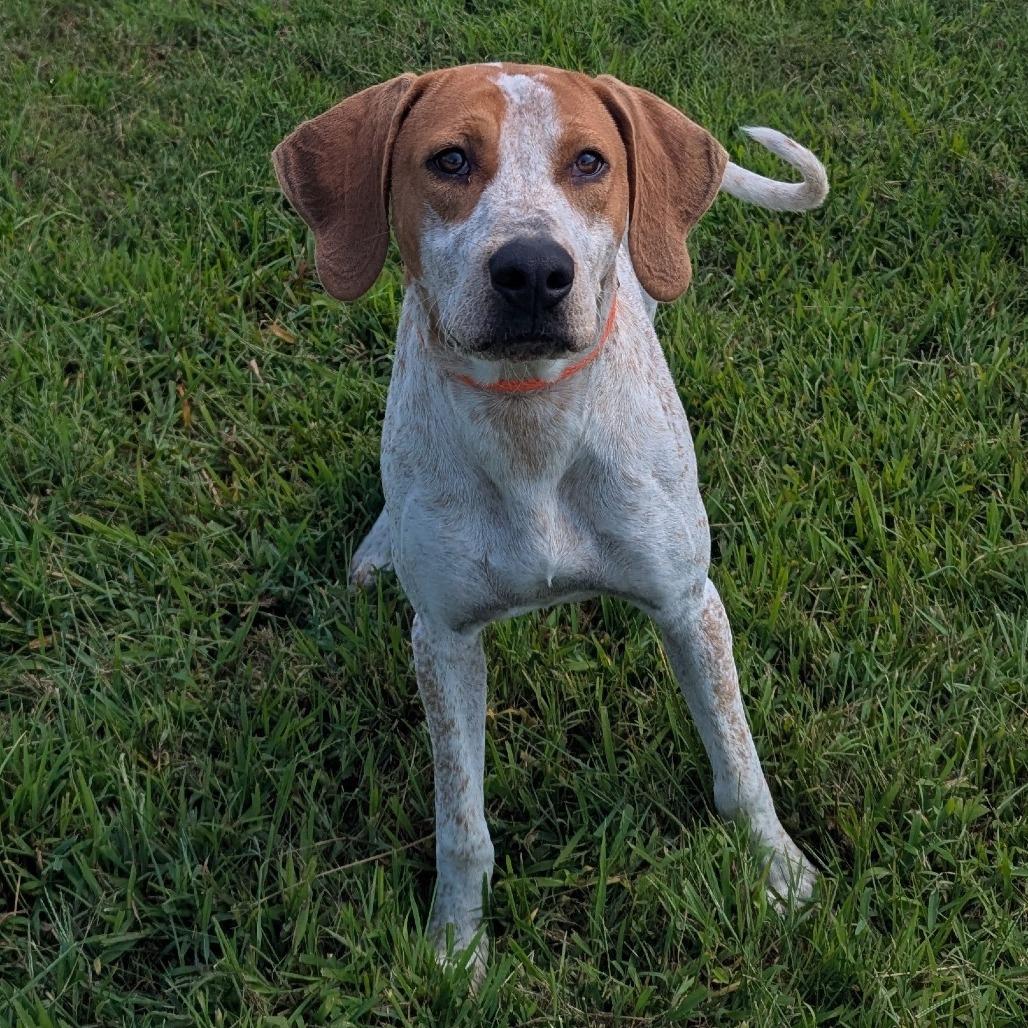 Enlarge Ted Lasso, a Adoptable mixed breed in Winchester, TN image 4/5
