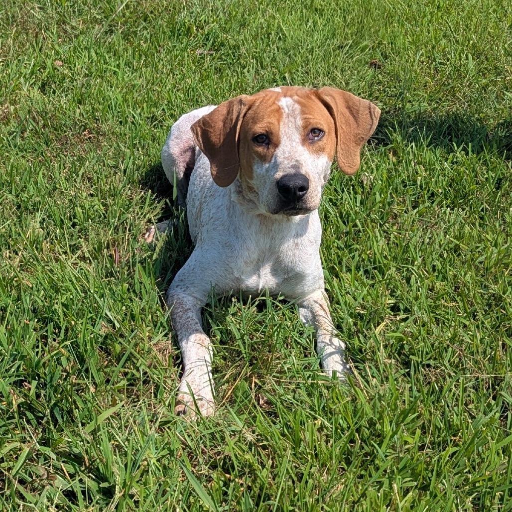 Enlarge Ted Lasso, a Adoptable mixed breed in Winchester, TN image 5/5