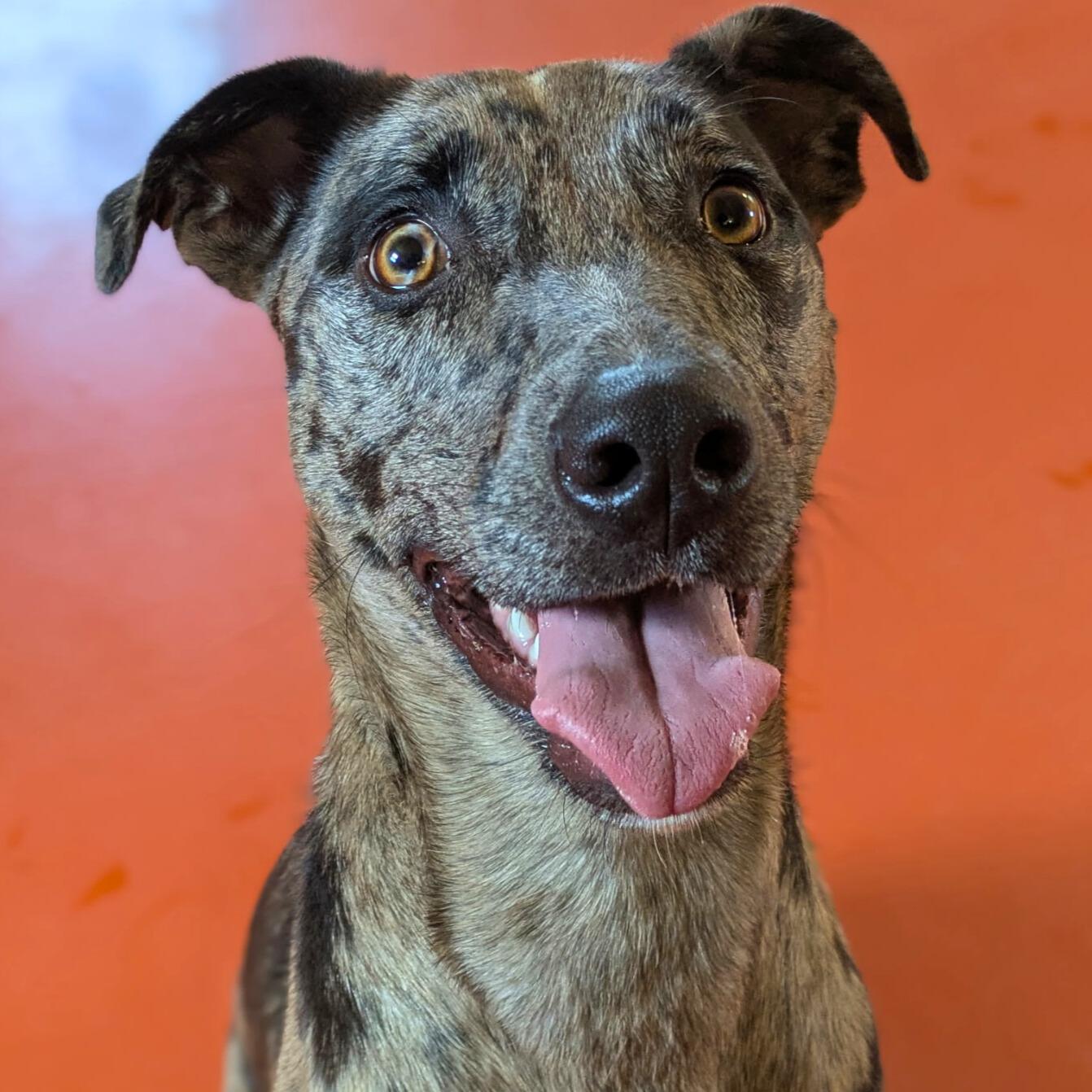 Enlarge Juno, an adopted Catahoula Leopard Dog in Ridgway, CO image 5/6