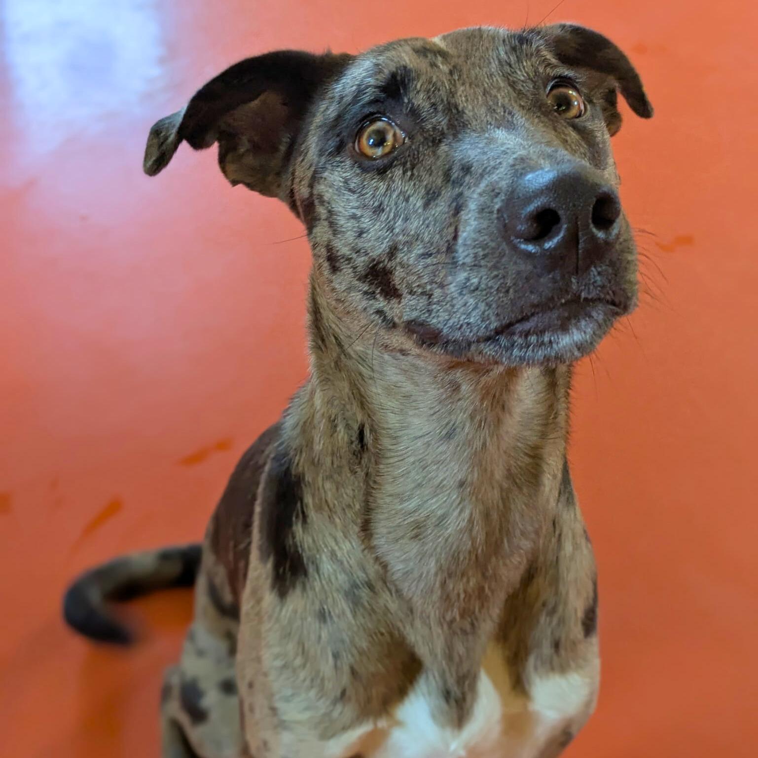 Enlarge Juno, an adopted Catahoula Leopard Dog in Ridgway, CO image 6/6