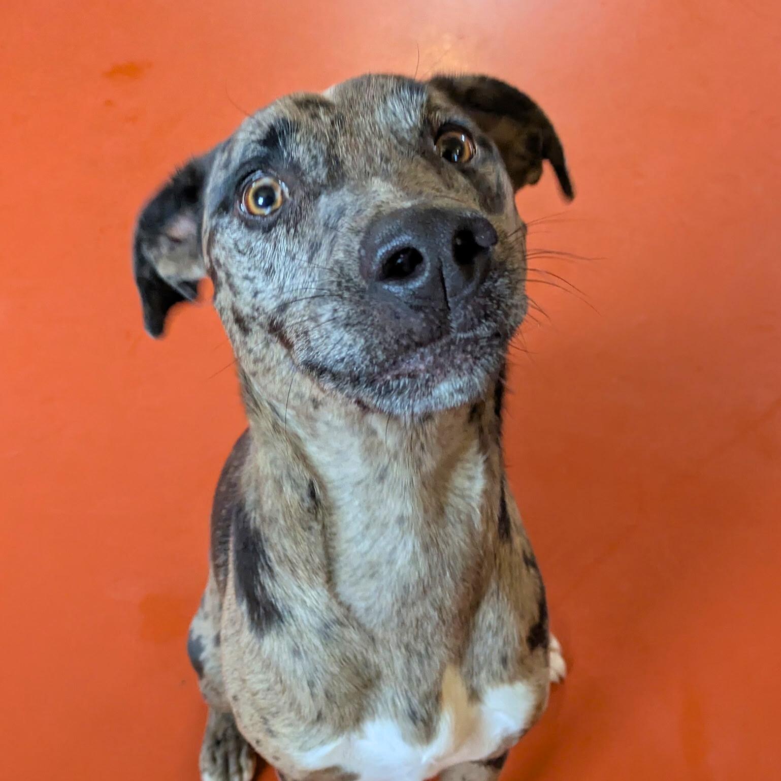 Enlarge Juno, an adopted Catahoula Leopard Dog in Ridgway, CO image 1/6