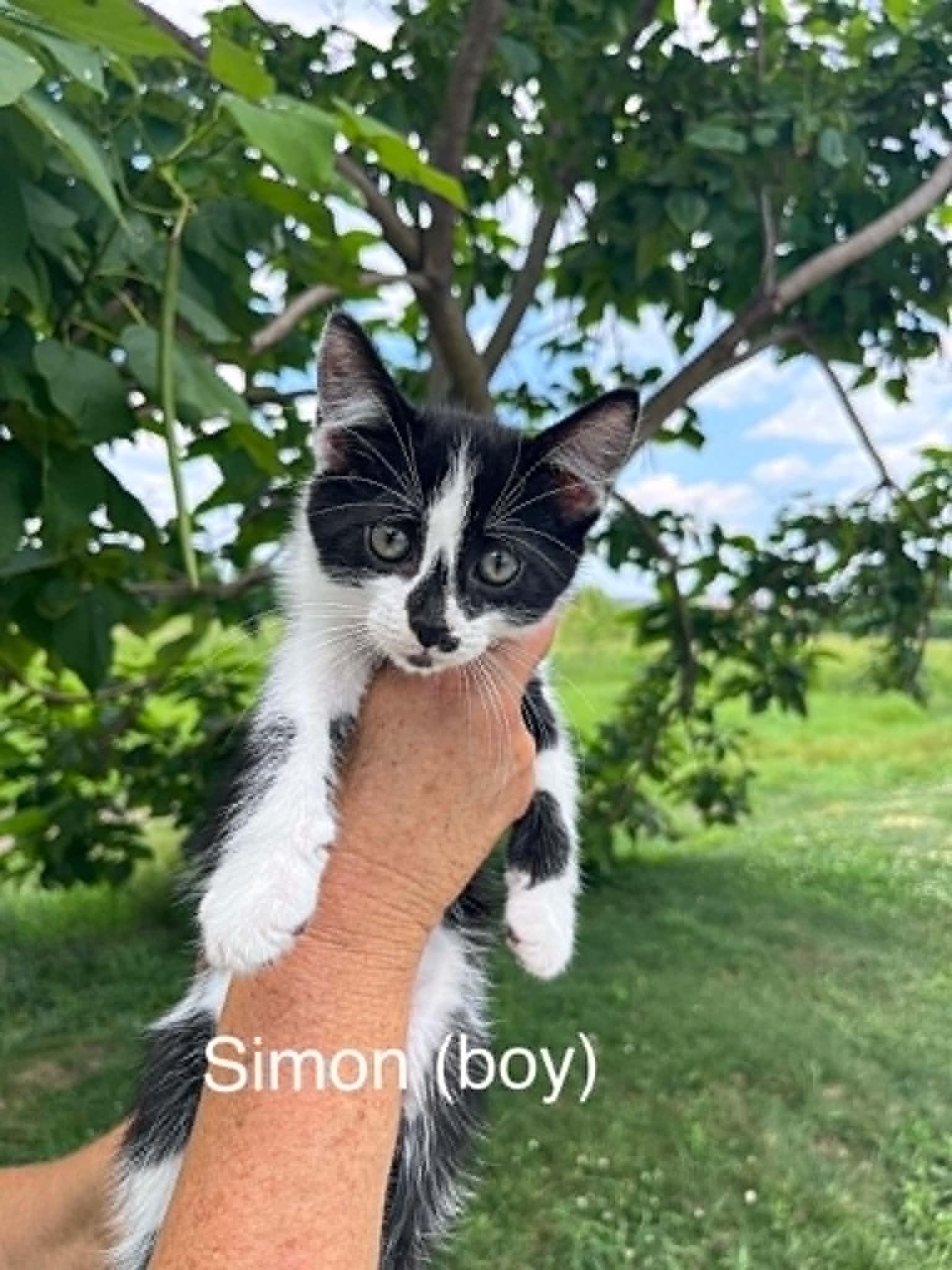Simon (Kitty), Adopted, Kitten Male Domestic Short Hair.