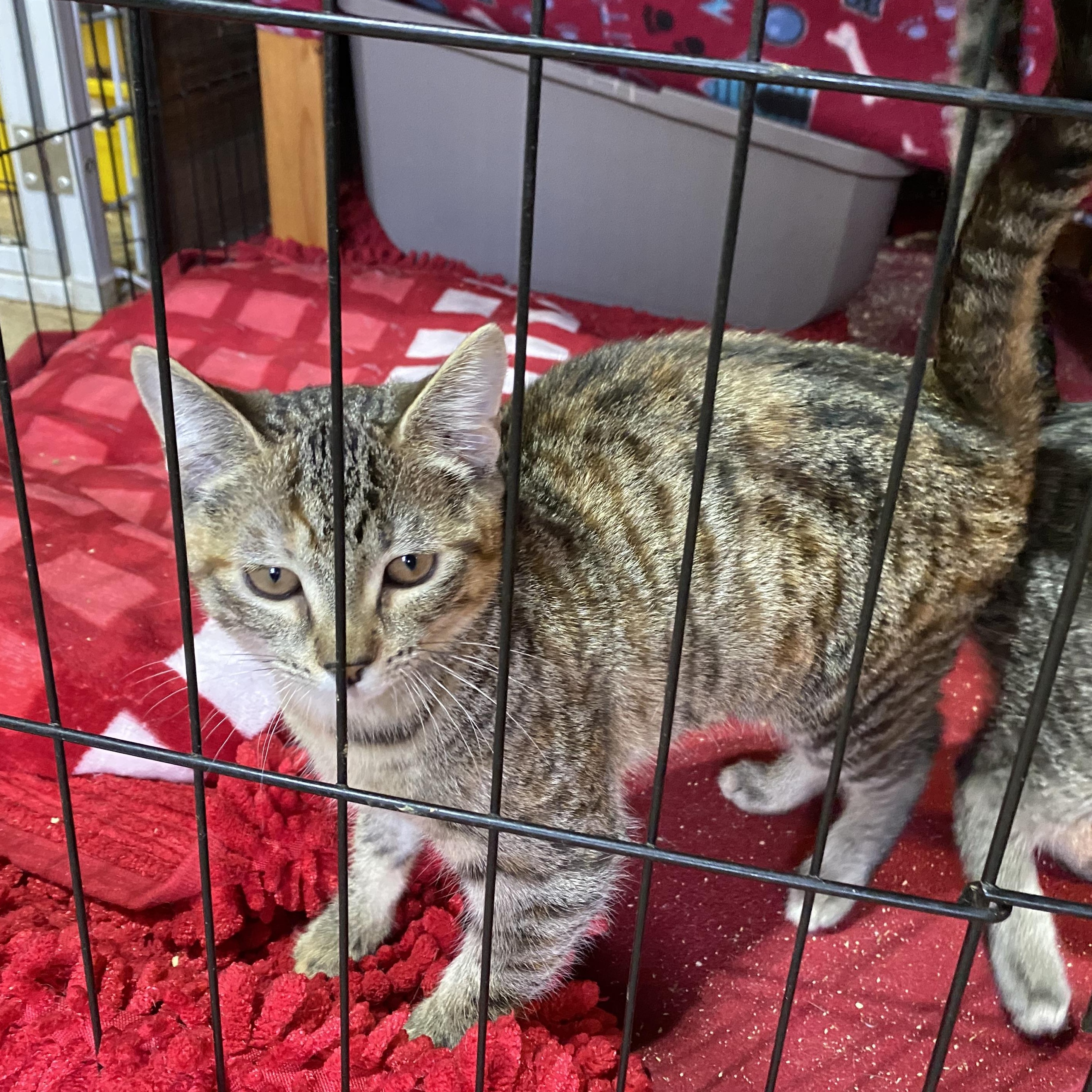 Window, Adoptable, Kitten Female Tabby.