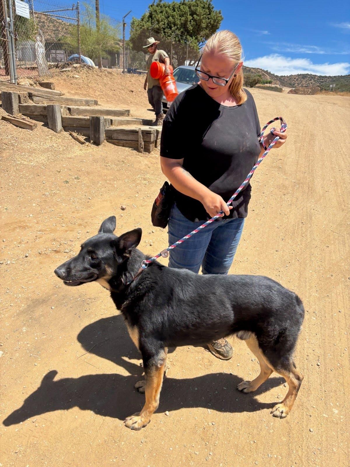 Enlarge Ziggy, a ADOPTABLE German Shepherd Dog in Duxbury, MA image 1/1