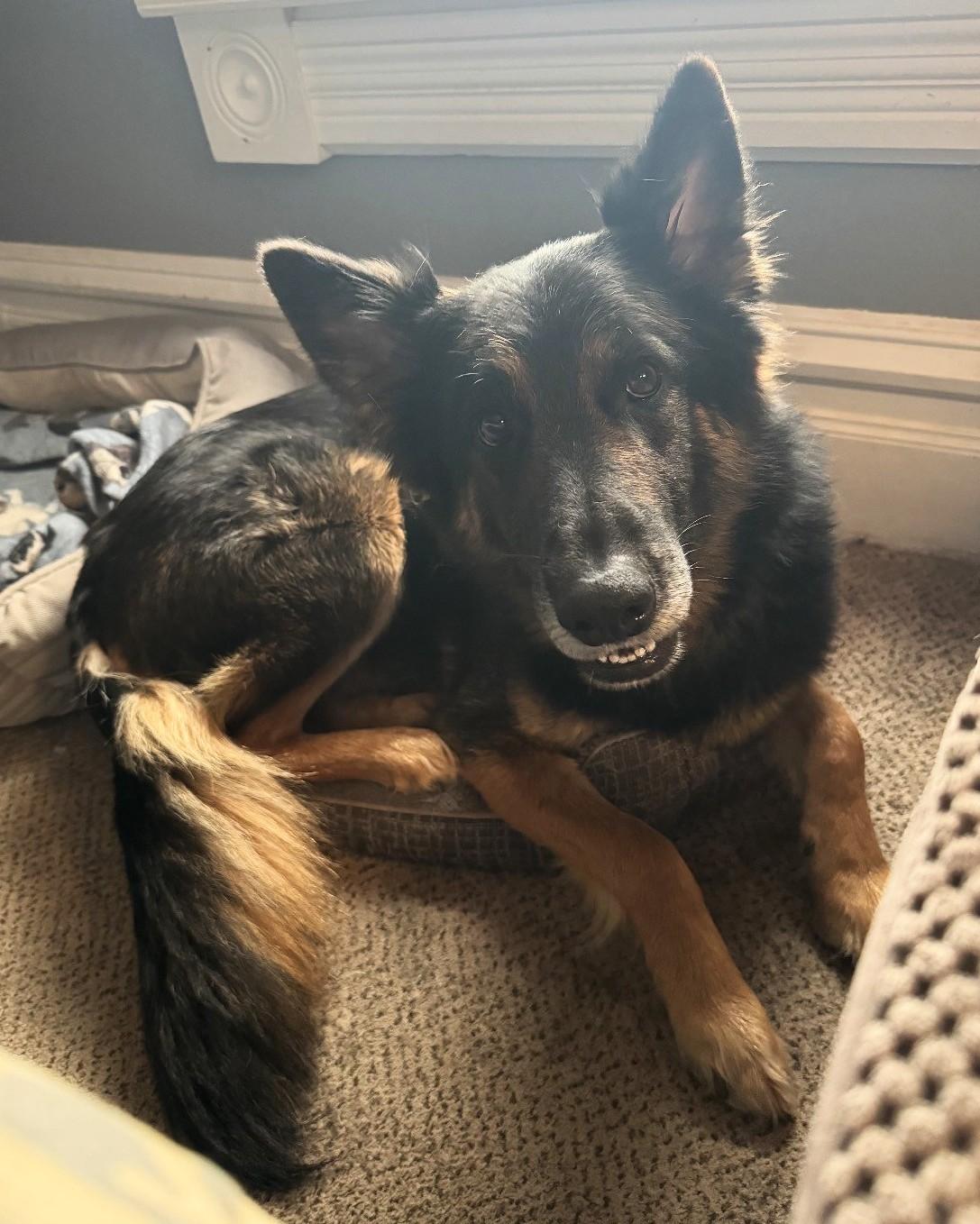 BRUNO, Adoptable, Young Male German Shepherd Dog.