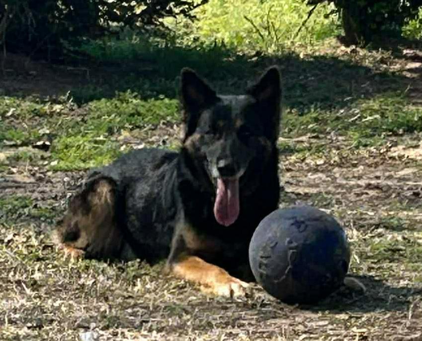 Enlarge BRUNO, a Adoptable mixed breed in Westmont, IL image 4/6