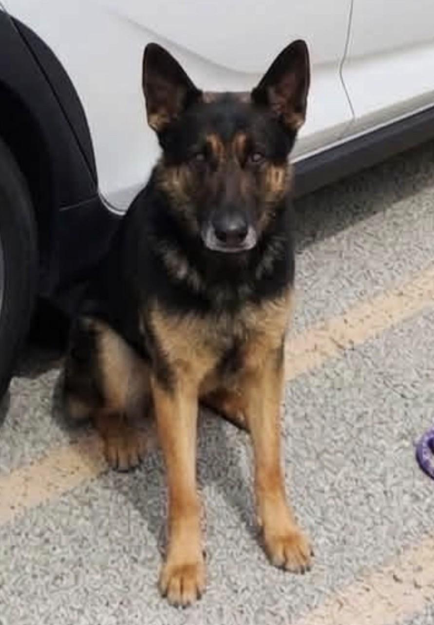 Enlarge BRUNO, a Adoptable mixed breed in Westmont, IL image 2/6
