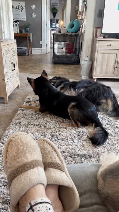 Enlarge BRUNO, a Adoptable mixed breed in Westmont, IL video 6/6