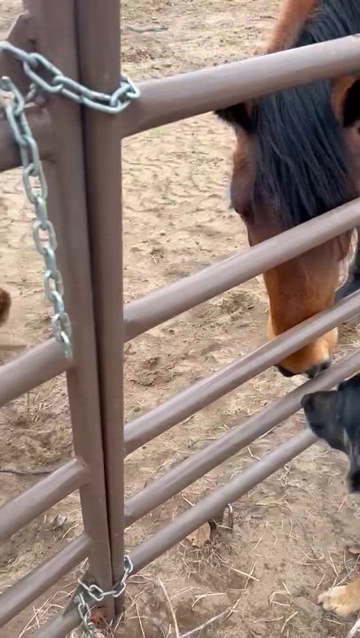 Enlarge BRUNO, a Adoptable mixed breed in Westmont, IL video 5/6