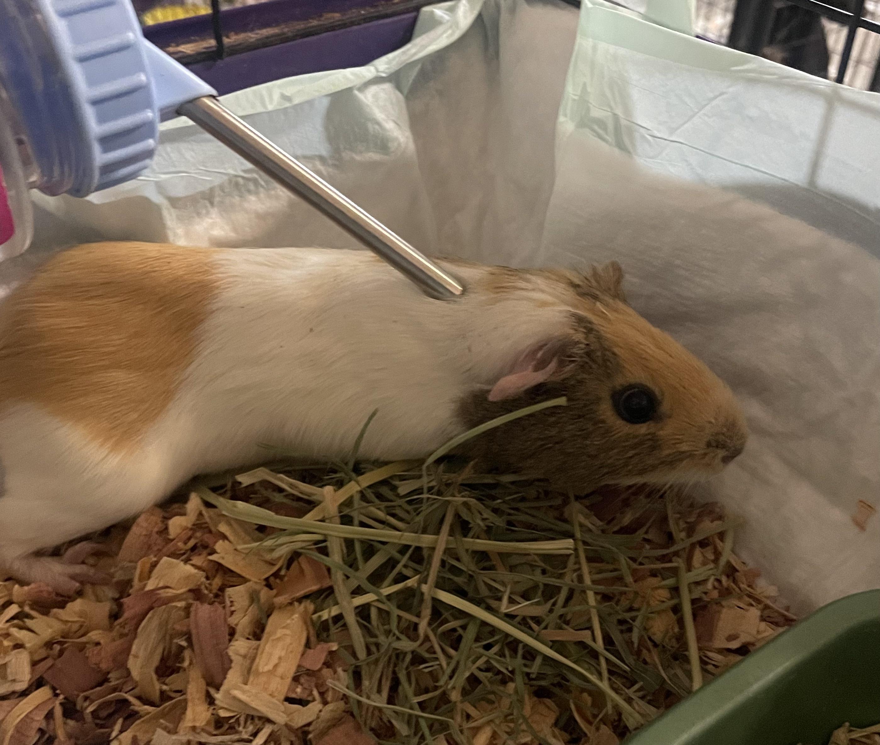 Enlarge Leia, an adopted Guinea Pig in Billings, MT image 1/1
