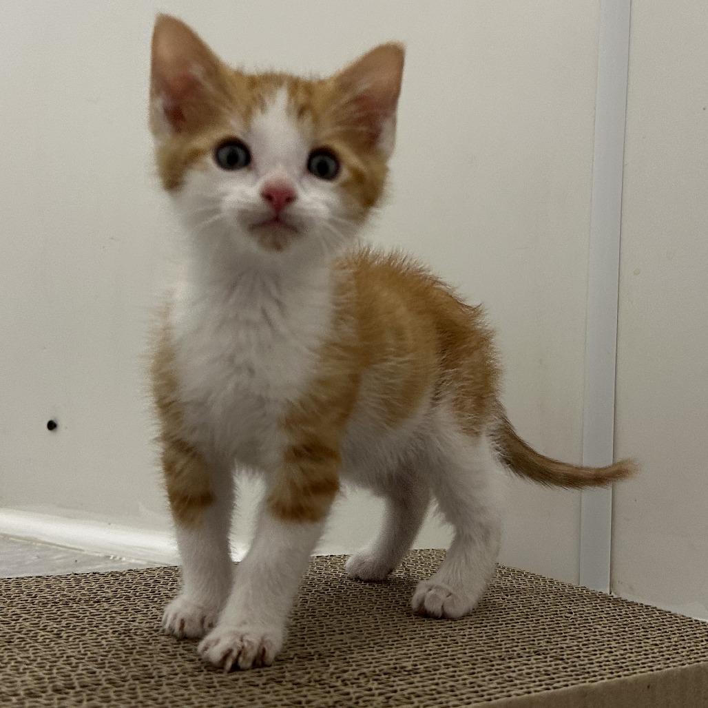 Enlarge Butterscotch, a Adoptable Domestic Short Hair in Durango, CO image 1/4