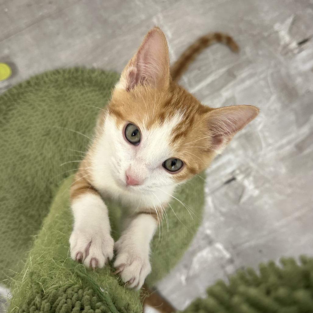 Enlarge Butterscotch, a Adoptable Domestic Short Hair in Durango, CO image 2/4