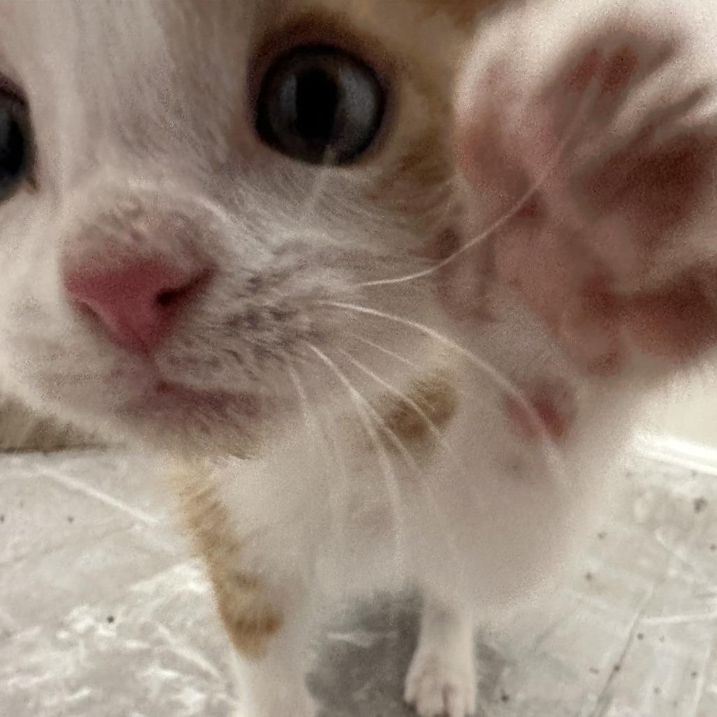 Enlarge Butterscotch, a Adoptable Domestic Short Hair in Durango, CO image 4/4
