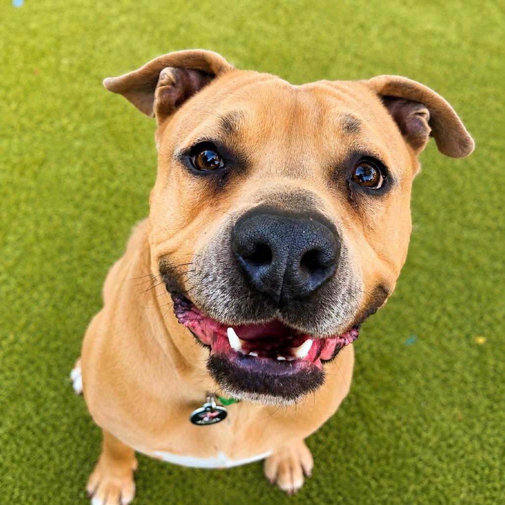 Enlarge Sunny, a Adoptable mixed breed in Phoenix, AZ image 1/6