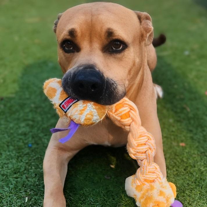 Enlarge Sunny, a Adoptable mixed breed in Phoenix, AZ image 2/6