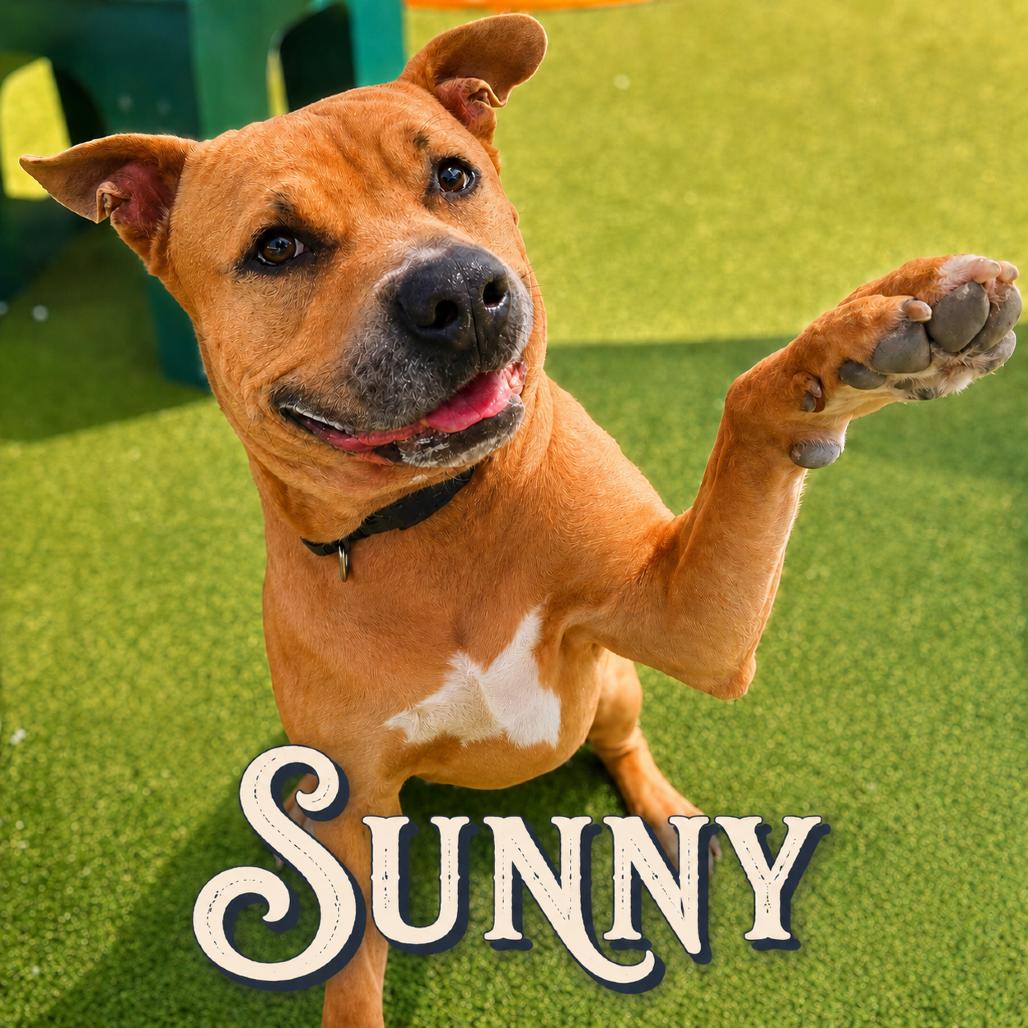 Enlarge Sunny, a Adoptable mixed breed in Phoenix, AZ image 3/6