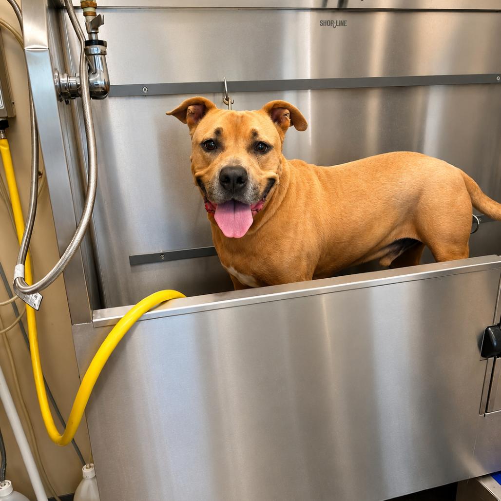 Enlarge Sunny, a Adoptable mixed breed in Phoenix, AZ image 4/6