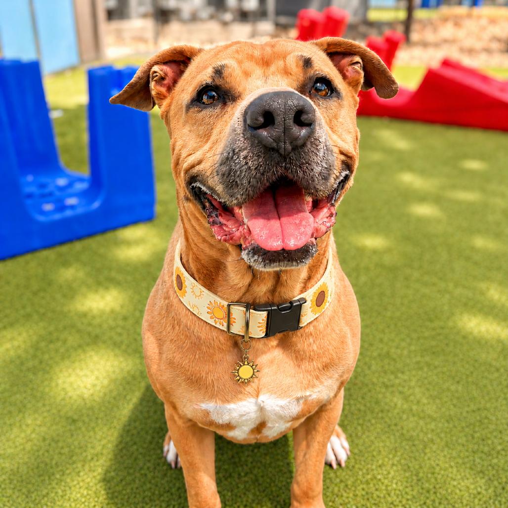 Enlarge Sunny, a Adoptable mixed breed in Phoenix, AZ image 5/6