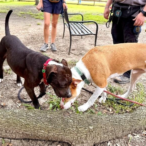 Tango the Tiny dancer — thumbnail 2