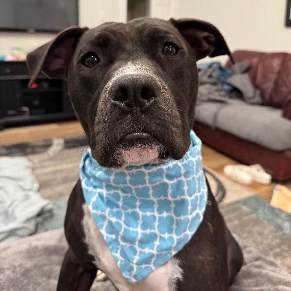 Tango the Tiny dancer — thumbnail 5