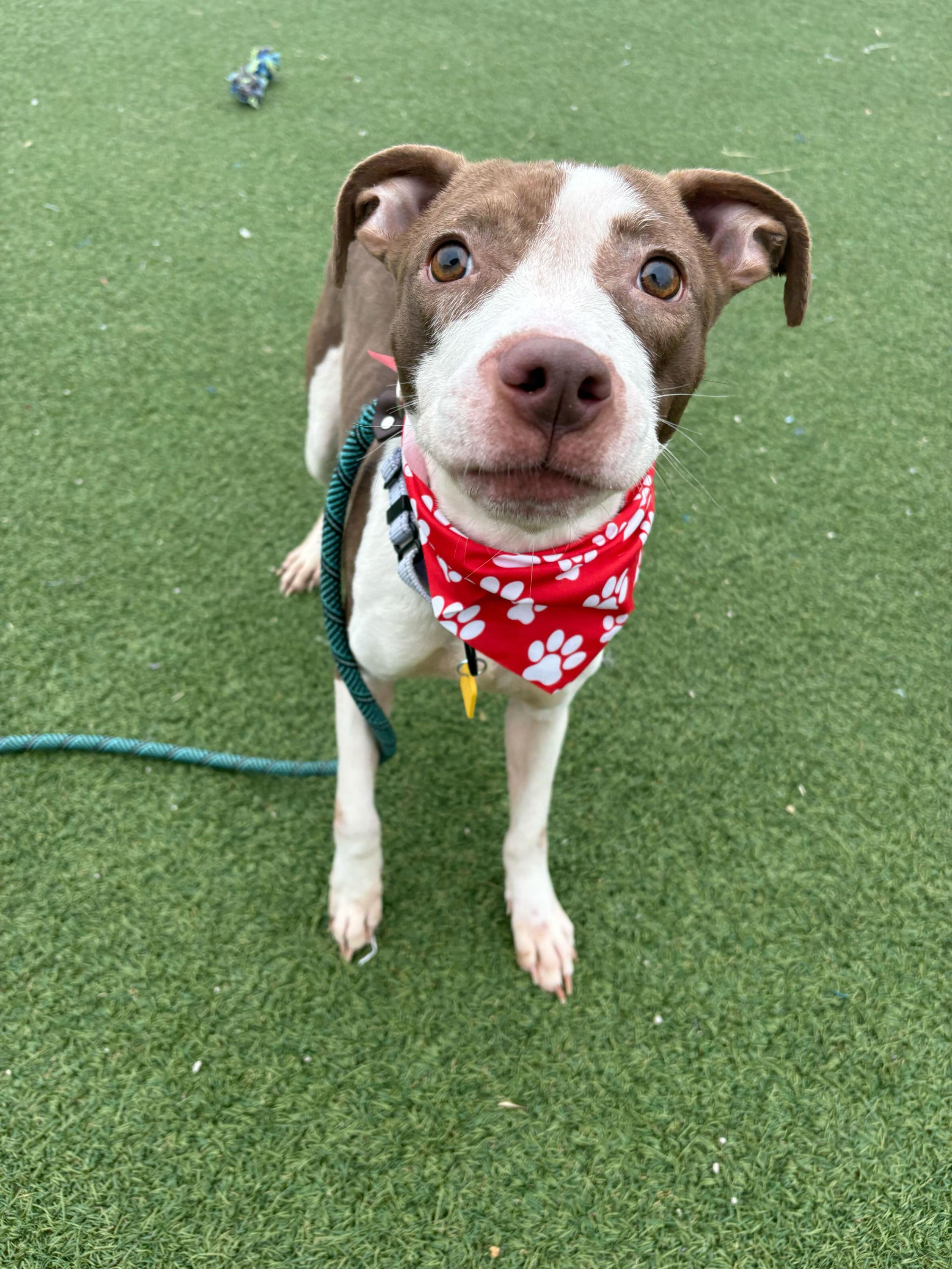 Cosette, an adopted mixed breed in Cleveland, OH image 1/3