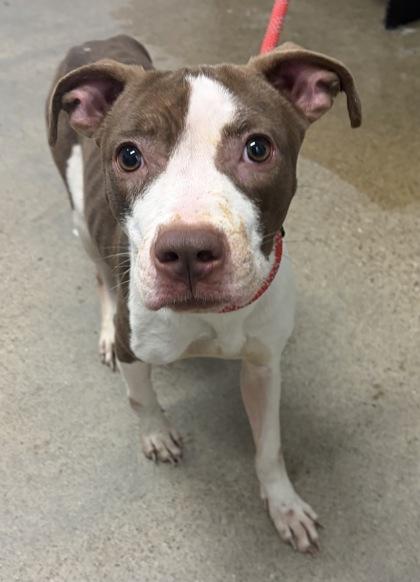 Cosette, an adopted mixed breed in Cleveland, OH image 2/3