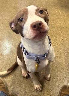 Cosette, an adopted mixed breed in Cleveland, OH image 3/3