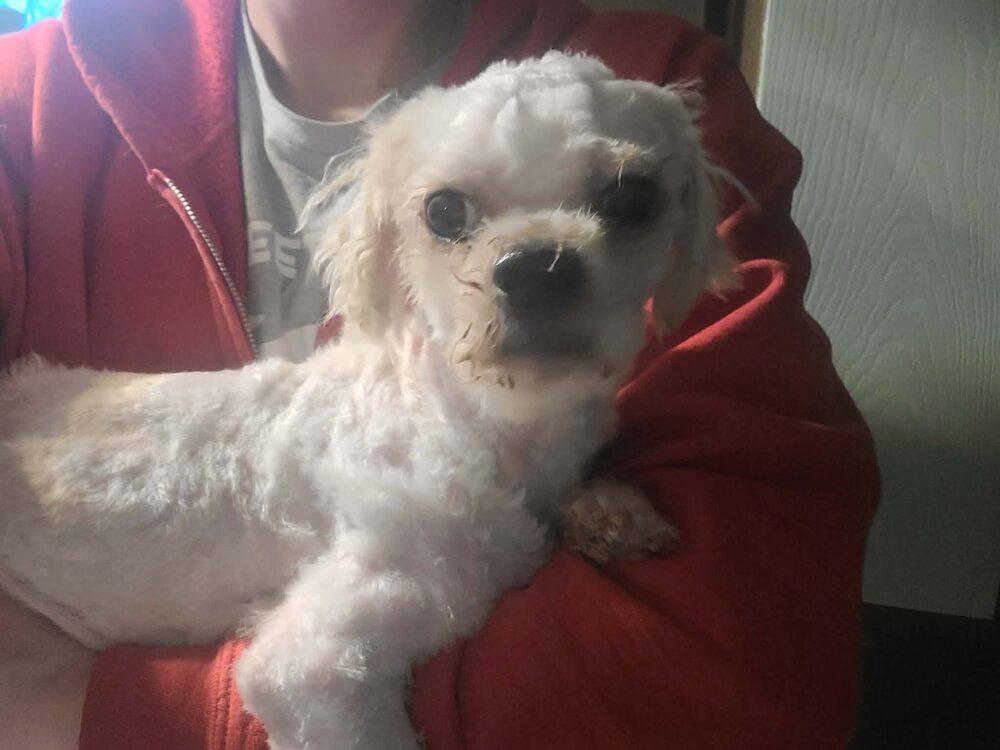 Waldo, Adoptable, Adult Male Poodle.